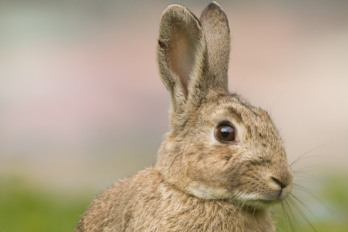 Pax Rabbit Wild European rabbit - Pax Historia